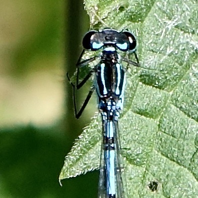 variable
